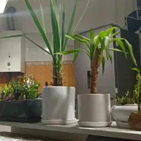 گل طبیعی اپارتمانی