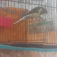 سلام یک عدد غناری ابلق خوب وبخوان