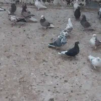 کبوترپرشی|پرنده|قم, آزادگان|دیوار