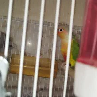 گرینچیک جفت جوانه و ماده تک و جفت کارداده
