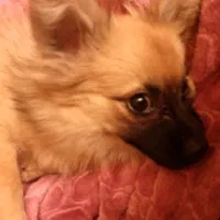 سگ آپارتمانی پامرین روباهی