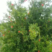 باغچه ۷۵۰ متری|فروش زمین و ملک کلنگی|اندیمشک, |دیوار