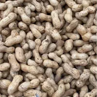 بادام آفتاب خشکن