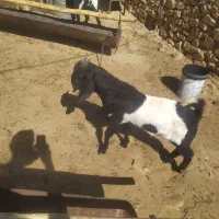 چپش بذری پاکستانی|حیوانات مزرعه|شیراز, سجادیه|دیوار