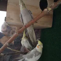 جوجه عروس هلندی ژنتیک فوق العاده|پرنده|رودهن, |دیوار