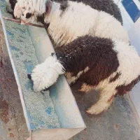 بره چاق چاق روغنی