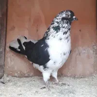 جوجه کبوتر شفت