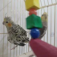 عروس هلندی|پرنده|بجنورد, |دیوار