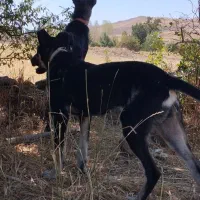 9999|سیمکارت|سراب, |دیوار