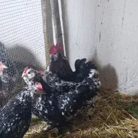 یوسل بلژیکی جوجه فروشی