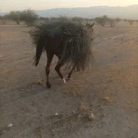 فروش اسب مادیان|اسب و تجهیزات اسب‌سواری|فیروزآباد (فارس), |دیوار