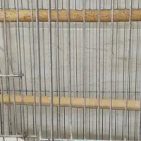 جوجه قناری باغی