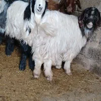 بزغاله نرماده و بره