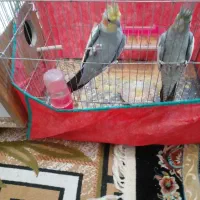 جفت عروس روتخم|پرنده|بم, |دیوار