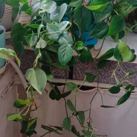 اسکاندیس ابلق|گل و گیاه طبیعی|رشت, سعدی (تختی)|دیوار