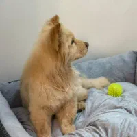 سگ چاو چاو|سگ|کرمان, |دیوار