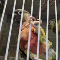 گرینچیک|پرنده|مشهد, ویلاشهر|دیوار