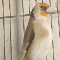 سهره دهندار جفتی قناری