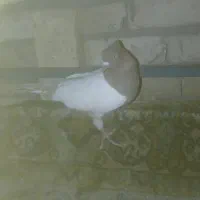 کفتر