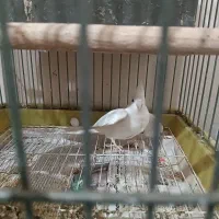 عروس هلندی البینو