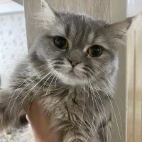 گربه پرشین|گربه|مراغه, |دیوار