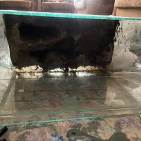 تراریوم خزنده
