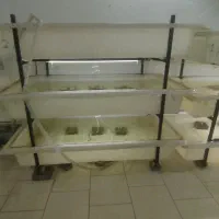 وان پروش ماهی ، ماهی زینتی سالن