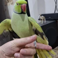 طوطی ملنگو|پرنده|سوسنگرد, |دیوار