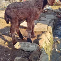 بره شیری|حیوانات مزرعه|نیشابور, دهنو|دیوار