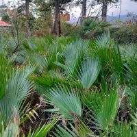 پالم واشنگتن سطل ۱۲