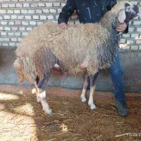 قوچ و بره قوچ|حیوانات مزرعه|بهشهر, |دیوار