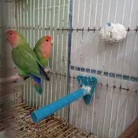طوطی برزیلی|پرنده|مسجد سلیمان, |دیوار