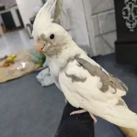 گم شدن عروس هلندی