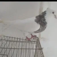 کبوترطوقی