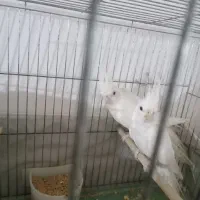 عروس آلبینو خالص خاص