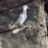 جوجه کبوتر طوقی آجری