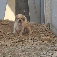 سگ ترییر قیمت ۱۴۰۰