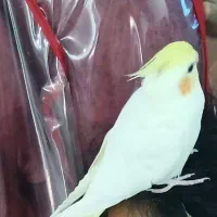 گم شدن عروس هلندی