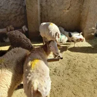 دام چابک
