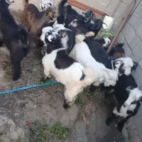 بیگ گمشده