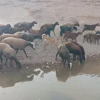 فروشی|سگ|بزینه رود, |دیوار