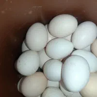 تخم مرغ محلی