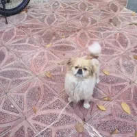 پاکوتاه نر|سگ|اهر, |دیوار