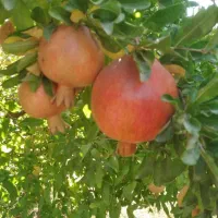 اجاره باغ انار