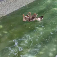 غاز محلی نر و ماده|حیوانات مزرعه|هشتگرد, خور|دیوار