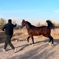 اسب