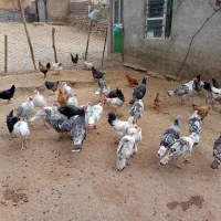 بوقلمون ۲۰ عدد|حیوانات مزرعه|کاکاوند, |دیوار