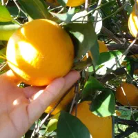 پرتقال تامسون خونی و کاراکارا و خونی کشیده