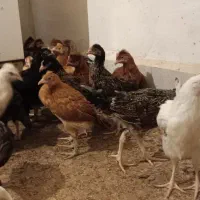 جوجه محلی