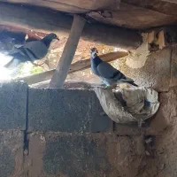 کبوتر مسافتی|پرنده|زرین آباد, |دیوار